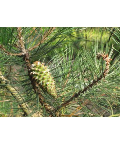 Sosna sękata (łac. Pinus attenuata)