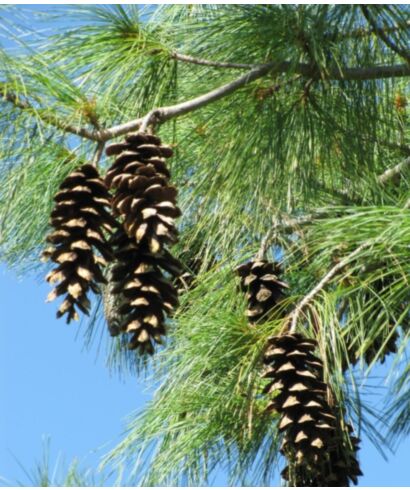 Sosna wejmutka (łac. Pinus strobus)
