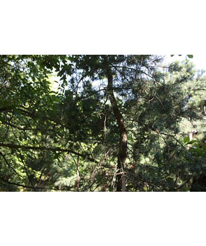 Sosna wirginijska (łac. Pinus virginiana)