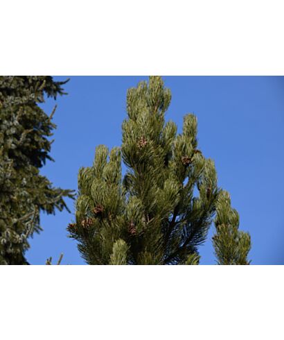 Sosna bośniacka 'Satelit' (łac. Pinus heldreichii)