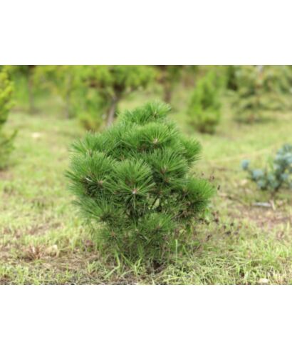Sosna czarna 'Pierrick Bregeon'  (łac. Pinus nigra)