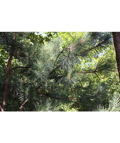 Sosna czerwona 'Ontario' (łac. Pinus resinosa)