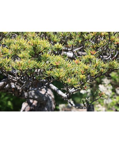 Sosna drobnokwiatowa (łac. Pinus parviflora)