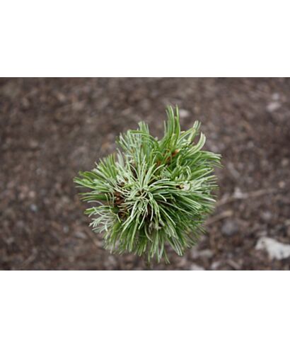 Sosna drobnokwiatowa 'Tanima-no-yuki' (łac. Pinus parviflora)