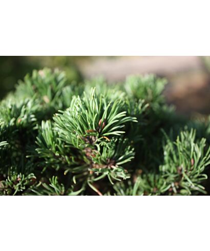 Sosna gęstokwiatowa 'Edsal Wood' (łac. Pinus densiflora x mugo)