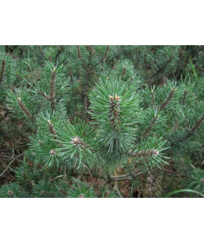 Sosna górska 'Humpy' (łac. Pinus  mugo)