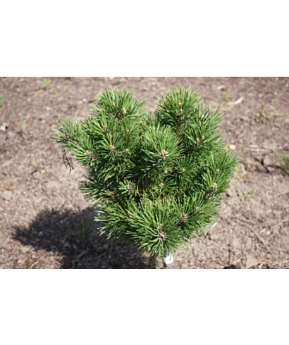 Sosna górska 'Laurin' (łac. Pinus mugo)