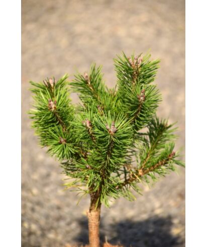 Sosna górska 'Mayland' (łac. Pinus mugo)