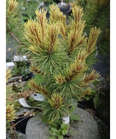 Sosna górska 'Rositech' (łac. Pinus mugo)