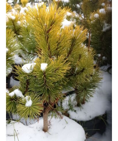 Sosna górska 'Winter Sun' (łac. Pinus mugo)