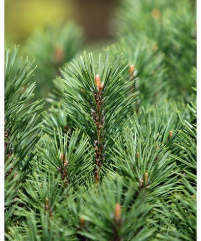 Sosna hakowata (łac. Pinus uncinata)