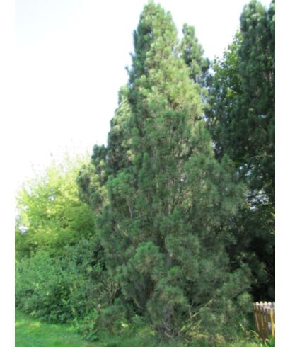 Sosna czarna 'Pyramidata' (łac. Pinus nigra)