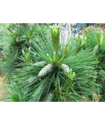 Sosna Schwerina 'Wiethorst' (łac. Pinus x schwerinii)