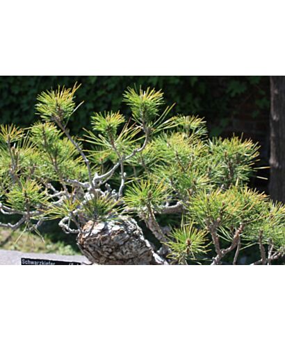 Sosna Thunberga (łac. Pinus thunbergii)