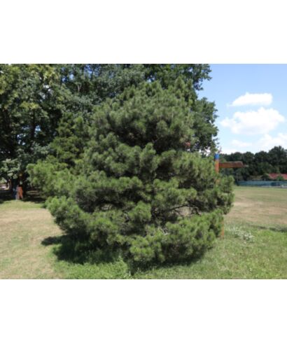 Sosna wydmowa (łac. Pinus contorta)