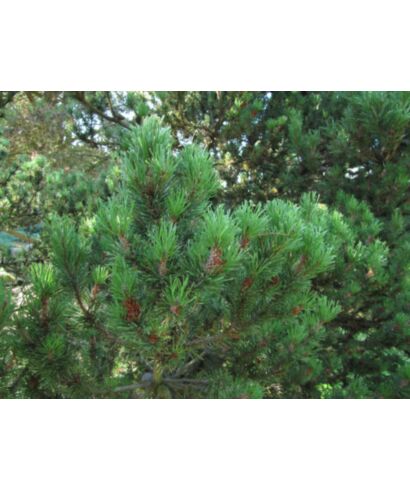 Sosna wydmowa  'Spanish Dwarf' (łac. Pinus contorta)