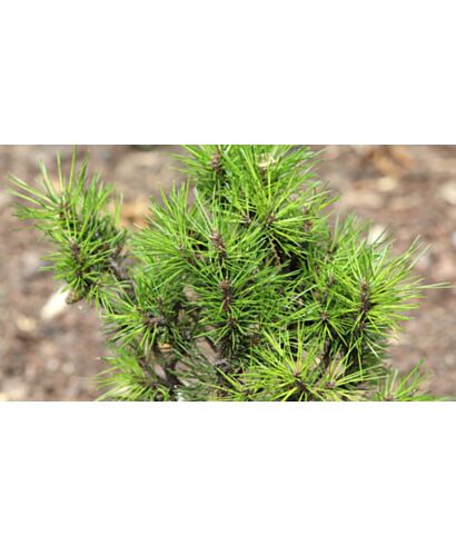 Sosna wydmowa (łac. Pinus contorta)