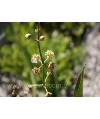 Strzałka wodna 'Flore Pleno' (łac. Sagittaria sagittifolia)