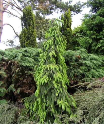 Świerk pospolity 'Inversa' (łac. Picea abies)
