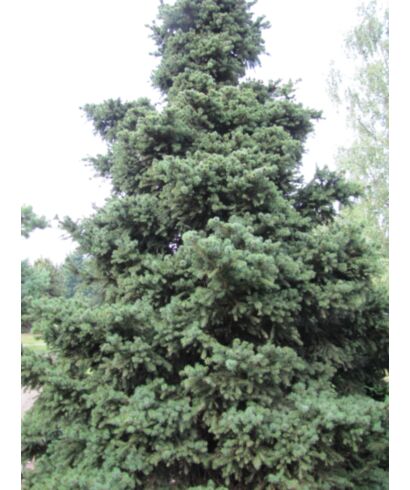 Świerk pospolity 'Merkii' (łac. Picea abies)