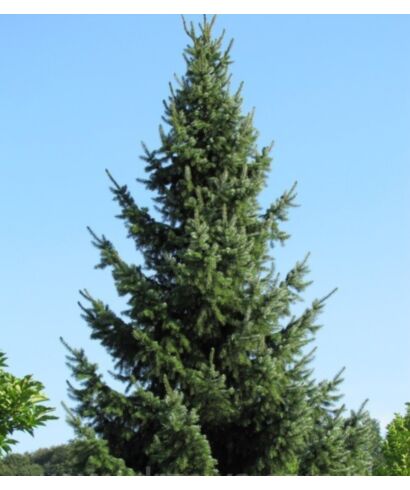 Świerk serbski (łac. Picea omorika)