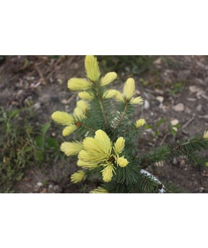 Świerk kłujący 'Maigold' (łac. Picea pungens)
