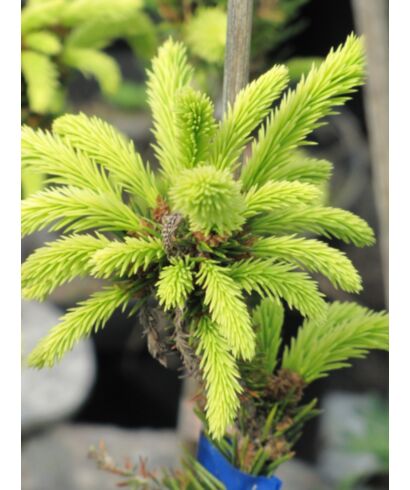 Świerk pospolity 'Albospica' (łac. Picea abies)