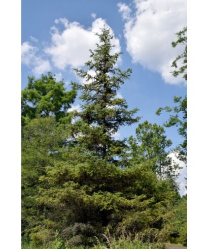 Świerk sitkajski (łac. Picea sitchensis)