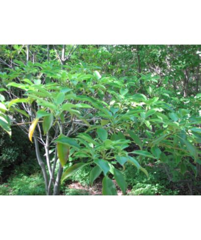 Trochodendron (Trochodendron aralioides) (łac. Trochodendron aralioides)