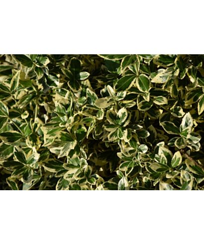 Trzmielina Fortune'a 'Golden Harlequin' (łac. Euonymus fortunei)