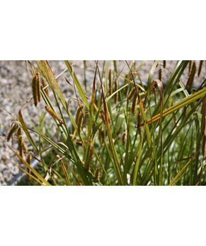 Turzyca nibyciborowata (łac. Carex pseudocyperus)