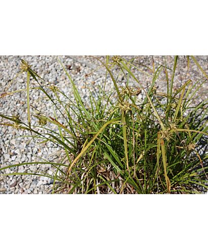 Turzyca Graya (łac. Carex grayi)
