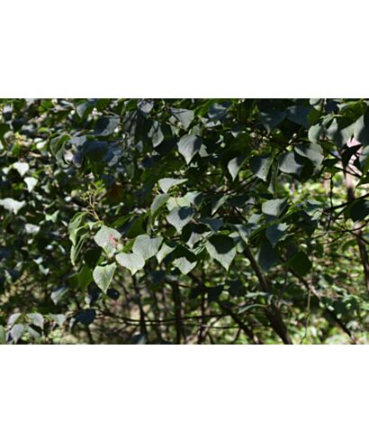 Kalina brzozolistna (łac. Viburnum betulifolium)