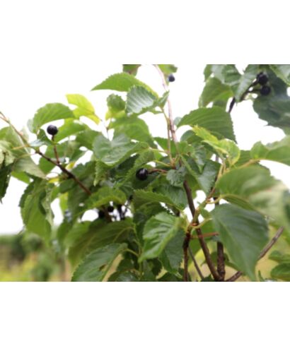 Wiśnia Sargenta 'Fastigiata' (łac. Prunus sargentii)