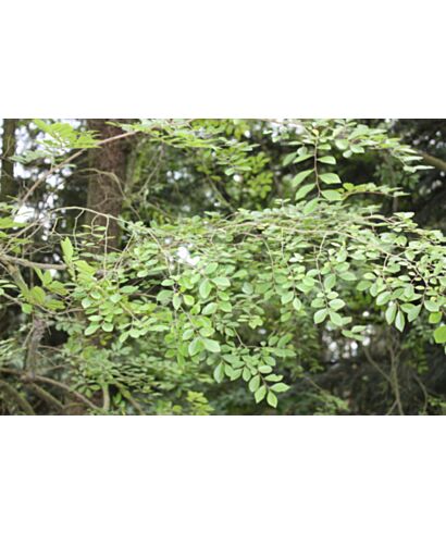 Wiąz drobnolistny (łac. Ulmus parviflora)