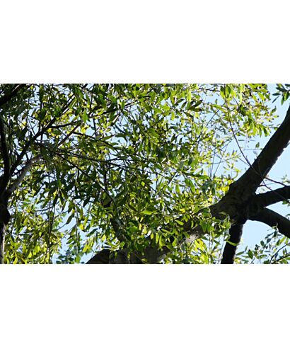 Wierzba (Chosenia arbutifolia) (łac. Chosenia arbutifolia)