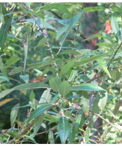 Wierzba Geyera (łac. Salix geyeriana)
