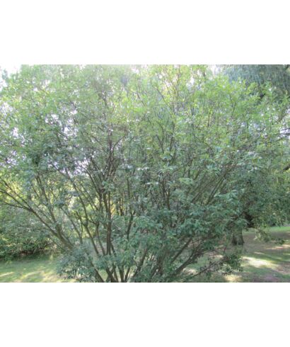 Wierzba (Salix glabra) (łac. Salix glabra)