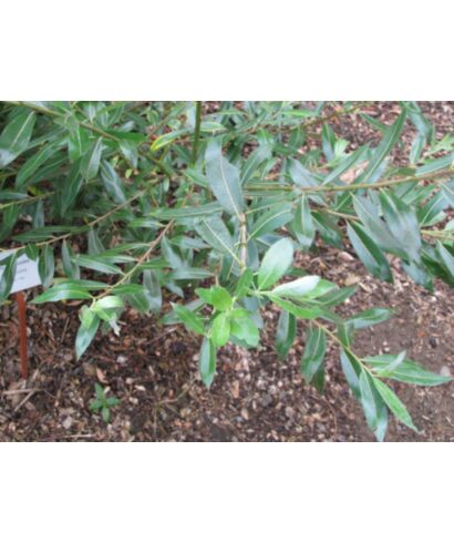 Wierzba wawrzynkowa (łac. Salix daphnoides)