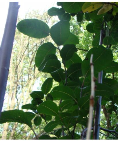 Wierzba wielkolistna (łac. Salix appendiculata)
