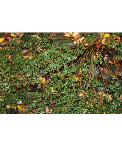 Wierzba piaskowa (łac. Salix arenaria)