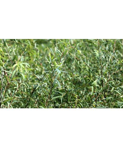 Wierzba purpurowa  'Nana Gracilis' (łac. Salix purpurea)