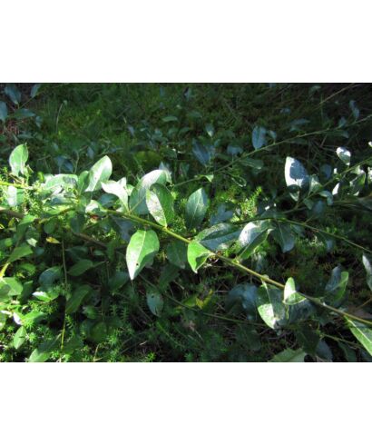 Wierzba (Salix alpina x cottetii)