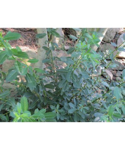 Wierzba (Salix basaltica)