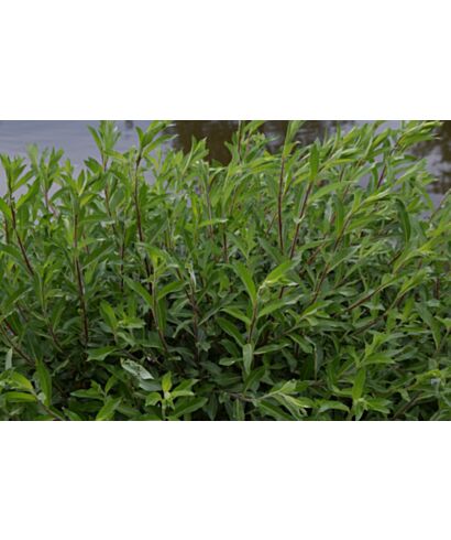 Wierzba wawrzynkowa (łac. Salix daphnoides)