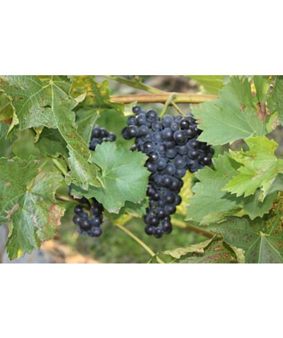 Winorośl właściwa 'Rutaj'  (łac. Vitis vinifera)