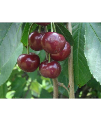 Wiśnia  'Sabina' (łac. Prunus cerasus)