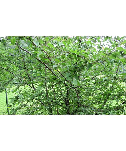 Wiśnia szara (łac. Prunus canescens)