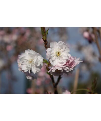 Wiśnia różowa  'Dahlem' (łac. Prunus subhirtella)