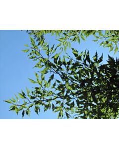 Buk zwyczajny 'Asplenifolia'